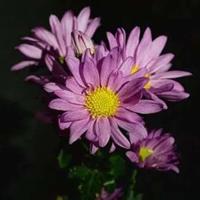 讲述周总理邓颖超爱情故事 深圳音乐剧《大爱人