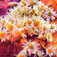 福楼拜的名言名句，福楼拜的简介资料