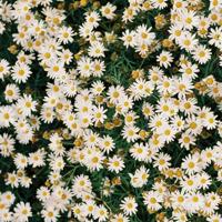 手捧花唯美意境带字图片_握在手心里的幸福