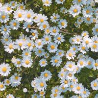 家乡的槐花飘香