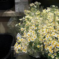 撩人暖心的一句小情话 撩人短句