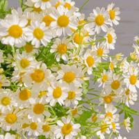 小笑话:长寿秘诀、吵架、煎鸡蛋和泻药等