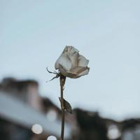 静静指引，默默等待