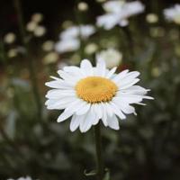 欲望越小人生就越幸福