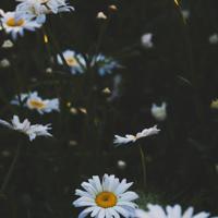 如果你有喜欢的人却迟迟不敢说