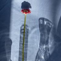 为什么真心的人到最后伤的最深？