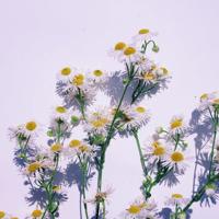 凶屋之山村降鬼