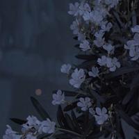 QQ陷阱女鬼上身