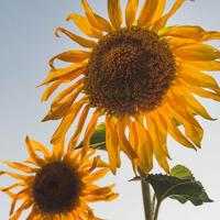 2021最新早安语录/早安短句