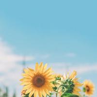 尿毒症病房里的爱情故事