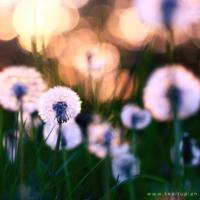 爱情凄美的句子，凄凉的句子