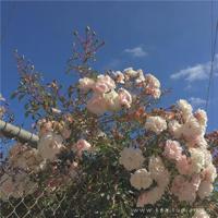 2019庆祝建国70周年主题横幅标语口号大全