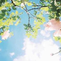 描写桃花的美文摘抄