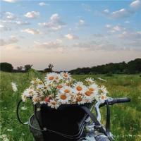 感悟人生的句子简短一句话：只有失去了，才懂得去珍惜