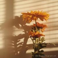 我拒绝那么多的暧昧,只为了你一个不确定的未来。