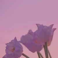 北城以北，思念不归