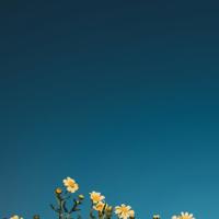 生命中的幸运,珍惜它吧