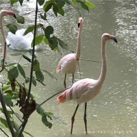 灵异故事:古怪的黑猫