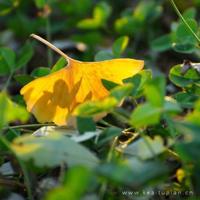 美文摘抄加赏析：因为亲近