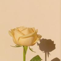 早安励志心语2019