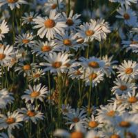 你可以坚强，但不必逞强