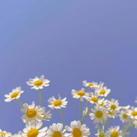 唯美古风的句子大全|唯美句子