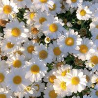 世间事,除了生死,哪一件事不是闲事