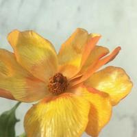 阴兵借道之阴婚