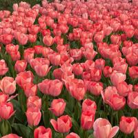 我弄丢了自己的苹果和阳光