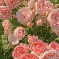 表达期待的唯美句子|期待句子