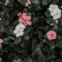 怀念家乡的雪—怀念童年的美好时光