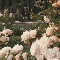 乡村婬妇全文 写作业时爸爸弄我的BB