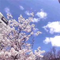 这个初冬因你而美丽