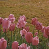 真的再也不会喜欢你的爱情经典语录说说心情精选