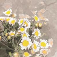 让我化成一朵流年的素色散文