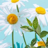 关于爱情，每个人都有话说