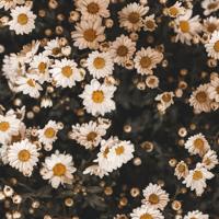 情不知所起，一往而情深