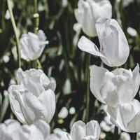 北京爱情故事林夏语录