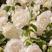 婆婆太爱自己的儿子 居然只让老公周末和我睡