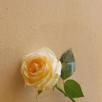 依恋那个温暖的怀抱