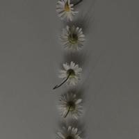 关于元宵节的诗词/元宵节短句