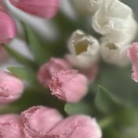 隔着，一朵梅花的距离