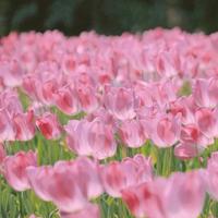 矮冬青之赞散文