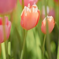 明知是背叛还要背叛