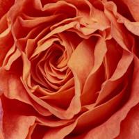 或许，我是一只爱上鲨鱼的人鱼