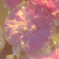 黑天使（组诗）