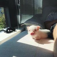 312植树节祝福语微信贴心问候说说大全