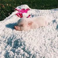 今天，是母亲节