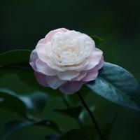 小宝贝，没有了我，你在天堂会迷路的