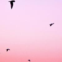 沈安:是我拿不动刀了还是你不爱我了